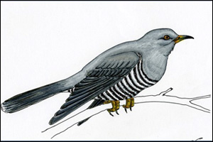 Cuckoo by Shaw